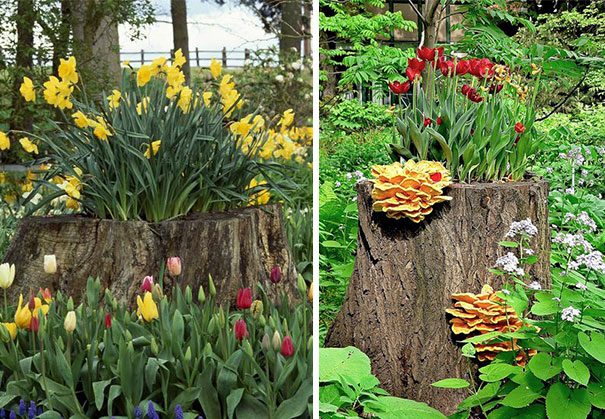 Tree Stump Garden