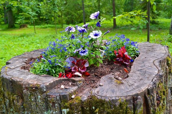 Tree Stump Garden