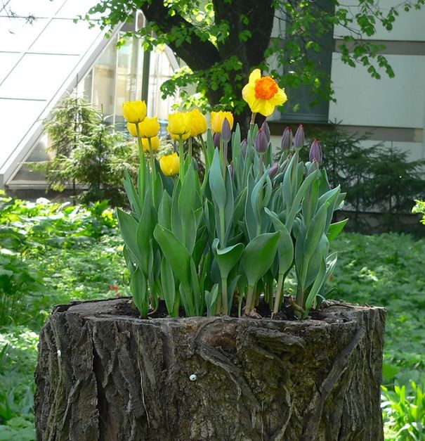 Tree Stump Garden