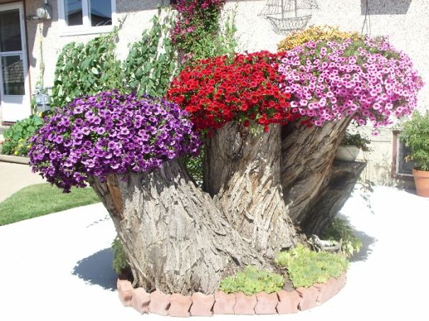 Tree Stump Garden