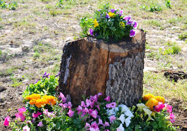 Tree Stump Garden