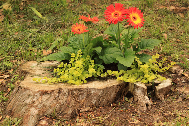 Tree Stump Garden