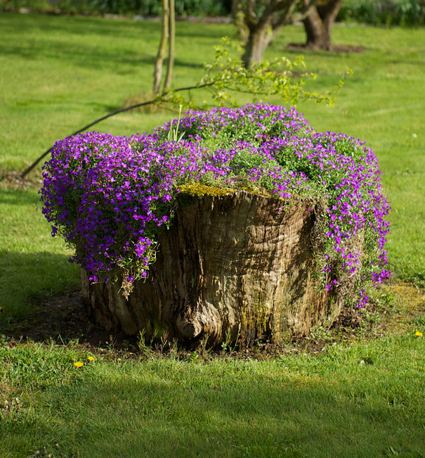 Tree Stump Garden