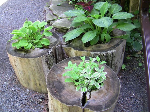 Tree Stump Garden