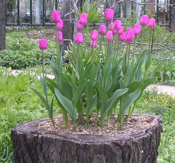 Tree Stump Garden