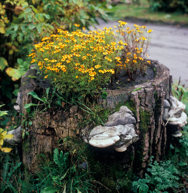 Tree Stump Garden