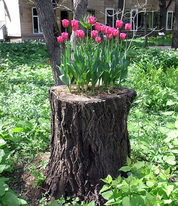 Tree Stump Garden