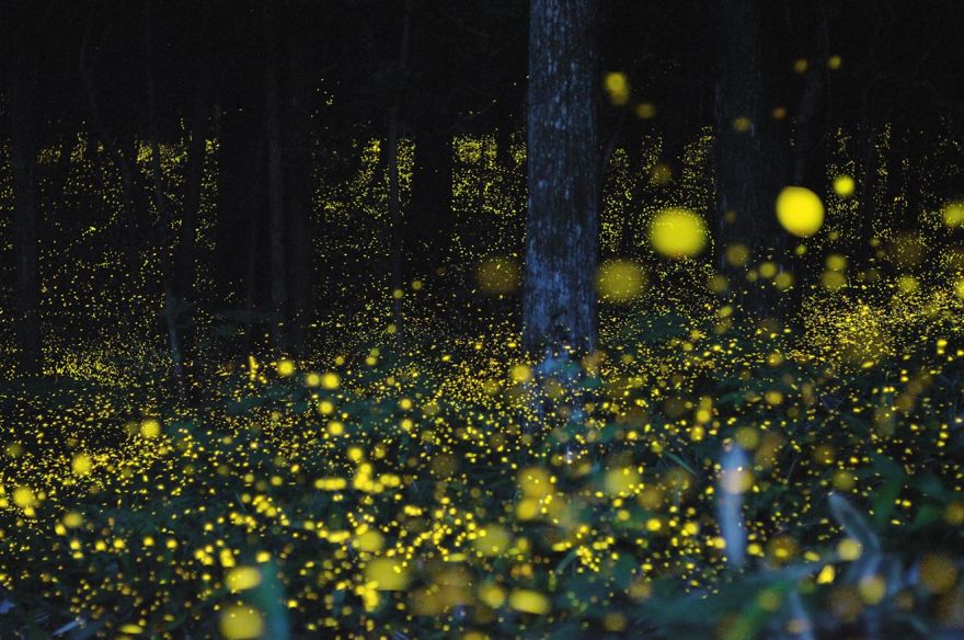 Firefly Forest In Chugoku Region, Japan.
