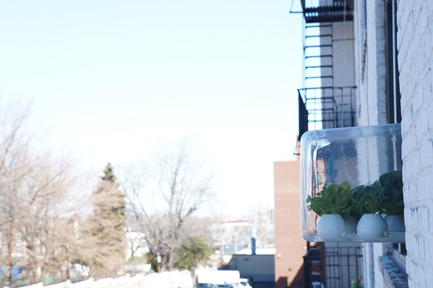 vegetables-personal-window-greenhouse-cloud-farms-bradley-ferrada vegetables-personal-window-greenhouse-cloud-farms-bradley-ferrada