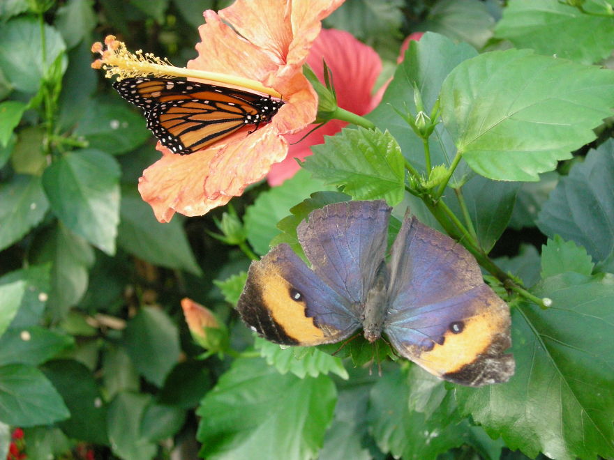 Two butterflies perched on green leaves and a hibiscus flower, showcasing animals with butterflies in natural setting.