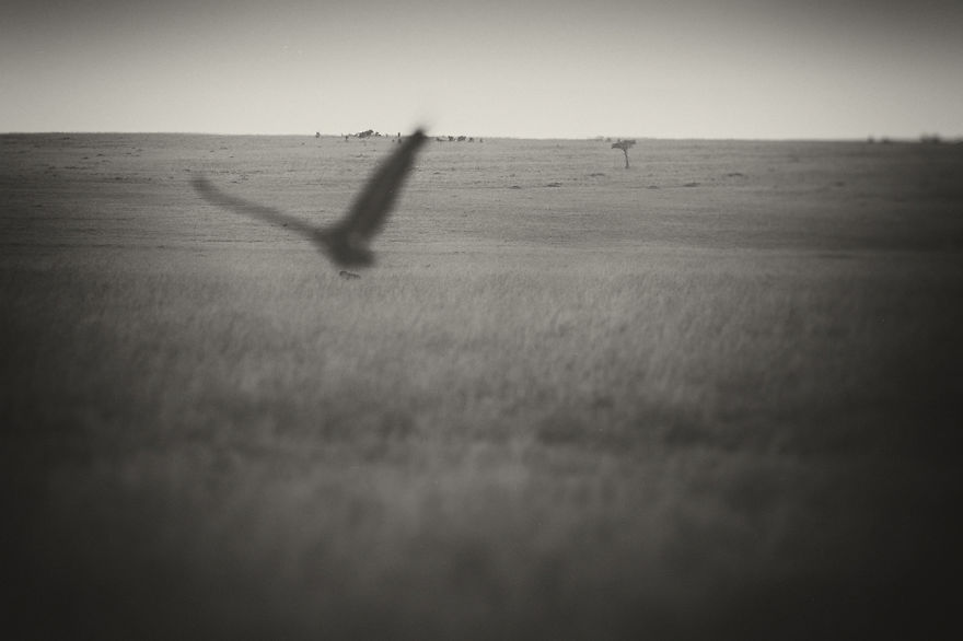 Portraits From A Kingdom: I Photograph Lions To Convey Their Magical Qualities