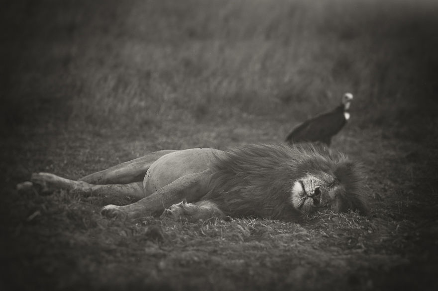 Portraits From A Kingdom: I Photograph Lions To Convey Their Magical Qualities
