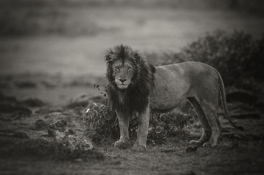 Portraits From A Kingdom: I Photograph Lions To Convey Their Magical Qualities Portraits From A Kingdom: I Photograph Lions To Convey Their Magical Qualities