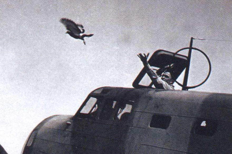 The Messenger: Track This Bird Traveling The World