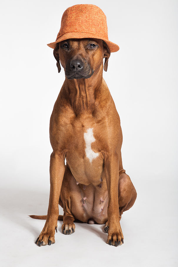 My Lovely Ridgeback. Zizi.