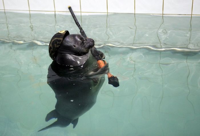 Russian Seals Commemorate Victory Day With A Unique Performance Russian Seals Commemorate Victory Day With A Unique Performance