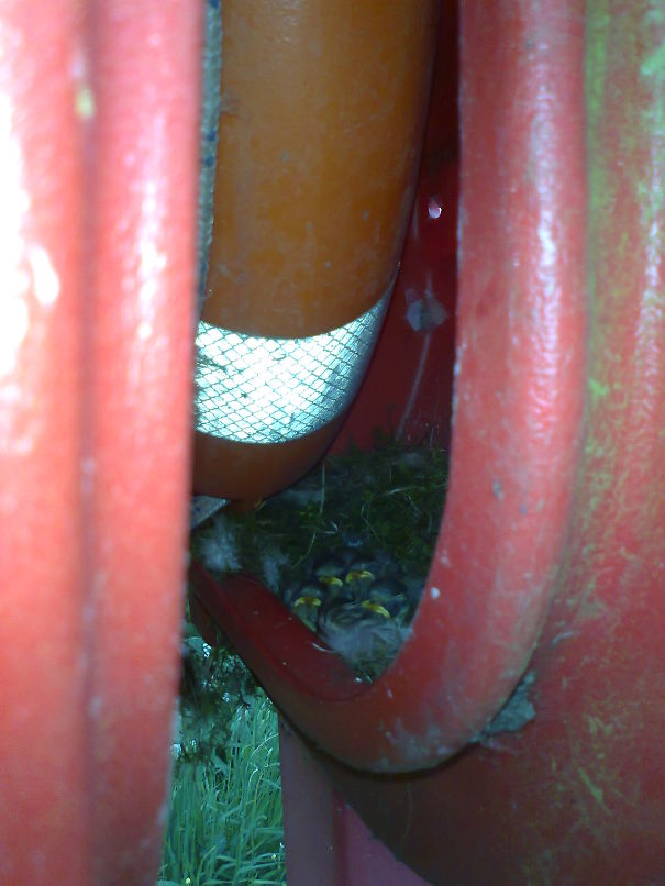 Blue Tits In A Lifebelt Holder At Nantwich Lake