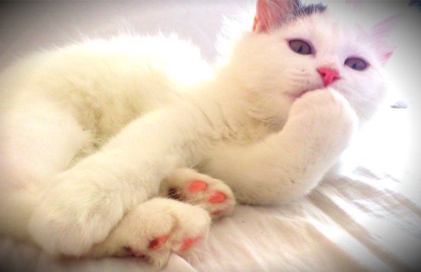 I Give You All My Kisses