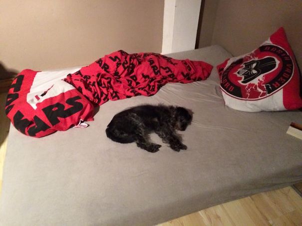 The Dark Side Of My Dog