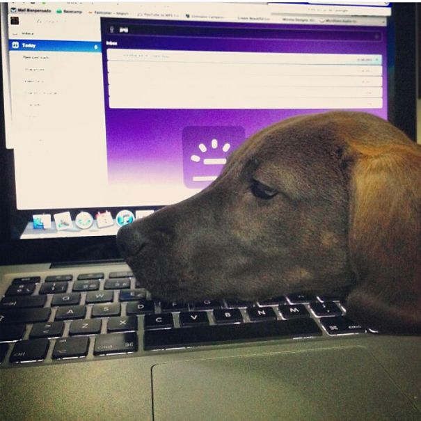 Fridays Are Not Fun For Lassie At Work