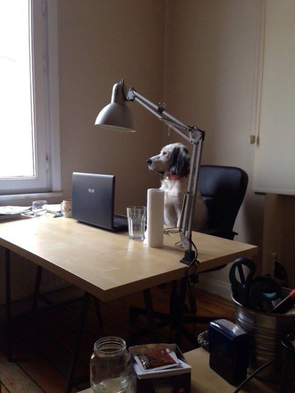 Take Your Dog To Work Day From Istanbul, Turkey.