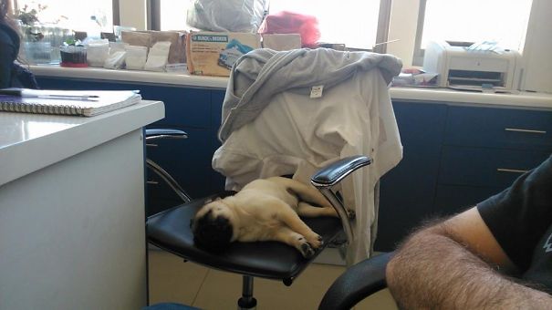 Baby Pucca In Our (very Interesting, As You Can See) Lab Meeting