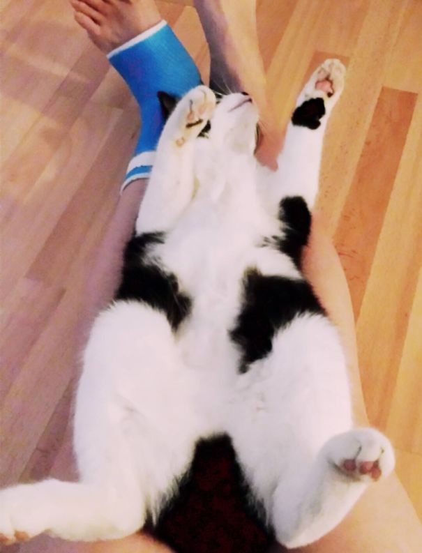 Mochi Fell Asleep After Her Belly Rub