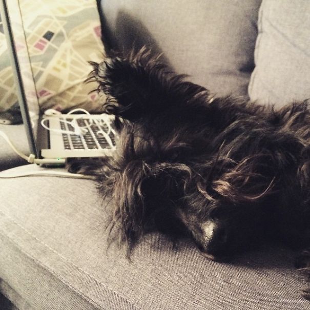 Hardworking Baxter Scottie