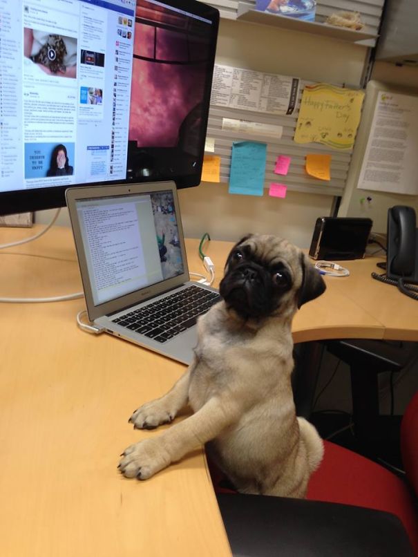 Www.facebook.com/percyjacksonpug Hard At Work