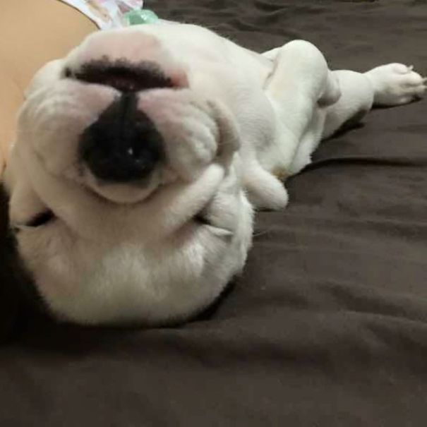 Dog In Bed (name : Kaitoon)