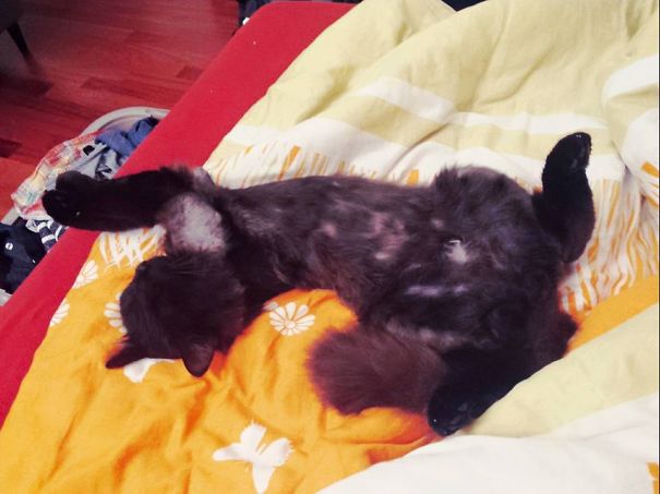 Tama's Favourite Sleeping Position. Always Ready For A Belly Rub!