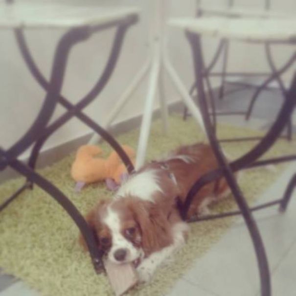 My Cavalier King Charles Spaniel Rio Working Hard On A Piece Of Wood At Our Shop