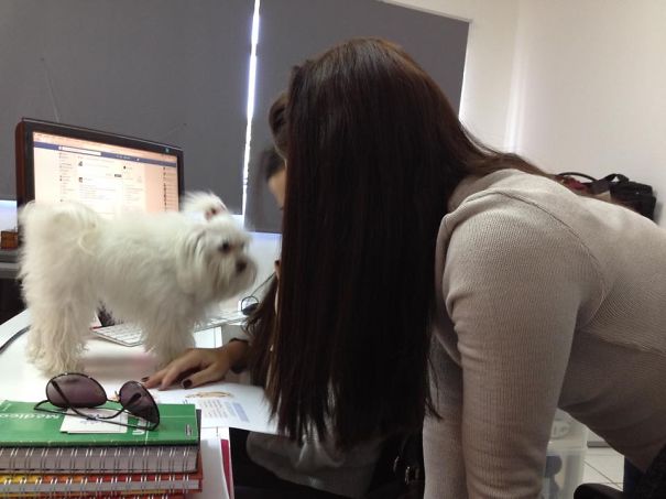 Cacau Is In The Office