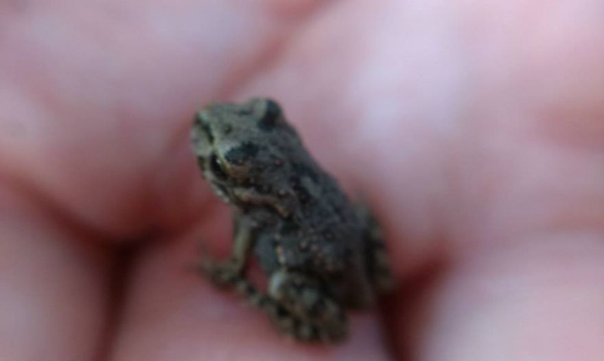 A Cute Ordinary European Toad :)