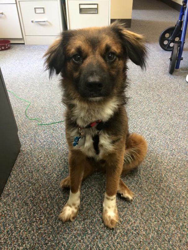 It's Just Another Day At The Office! This 'work' Business Is Ruff Though ;)