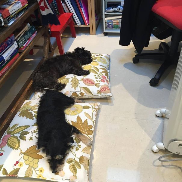 Sleeping On The Job. Our 2 Schnacks Doing What They Do Best.