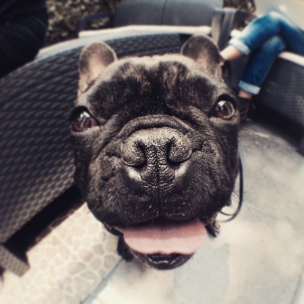 Greta Is Finally Tired Of Barking At Other Dogs At The Office :)