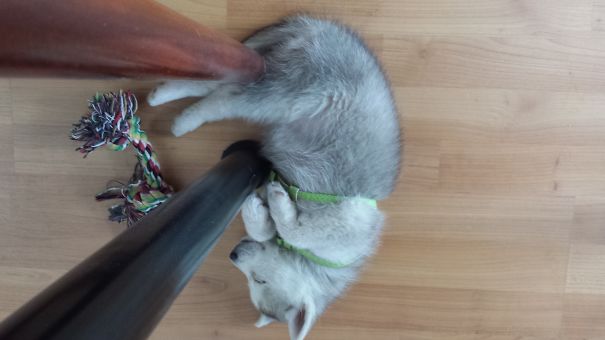 Too Much Work For Kim The Husky Puppy :3