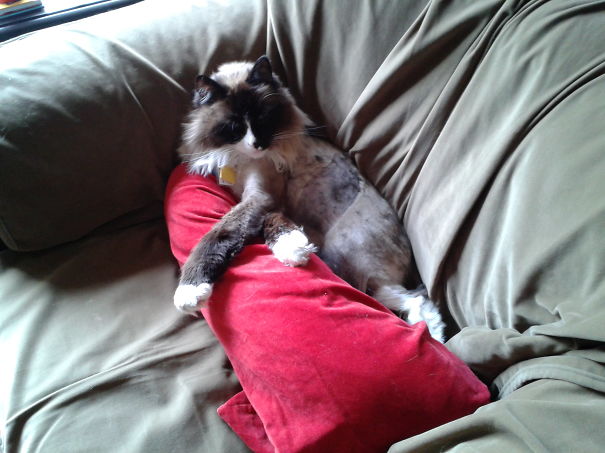 I Want You To Draw Me Like One Of Your French Boys, But Wait Until My Fur Grows Back.....