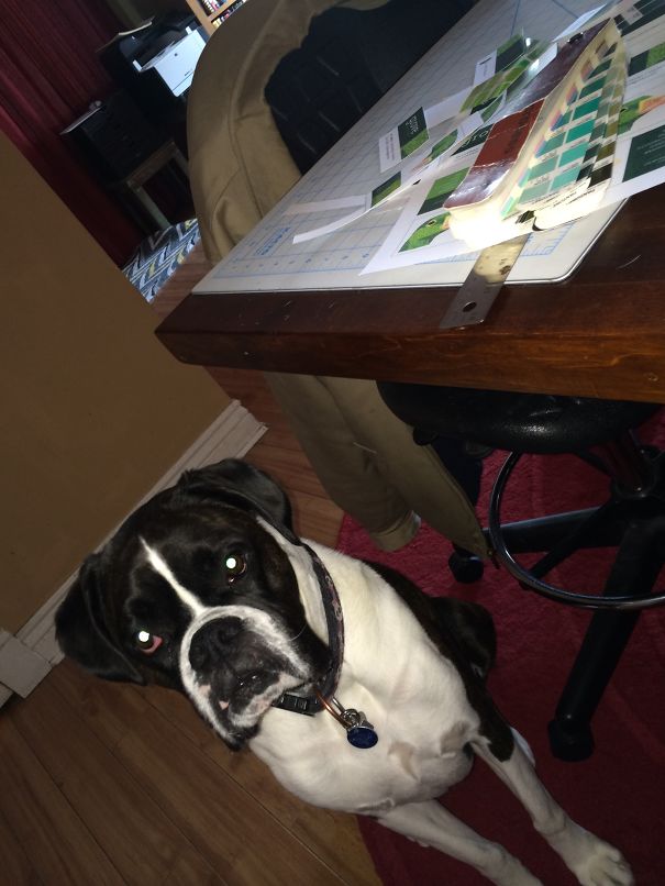 Designer Dog - Harvey. She Stares At Me While I Work & Sometime Tries To Climb In My Lap.