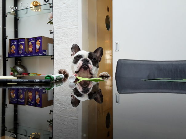Office Dog Louis Leads A Board Room Meeting