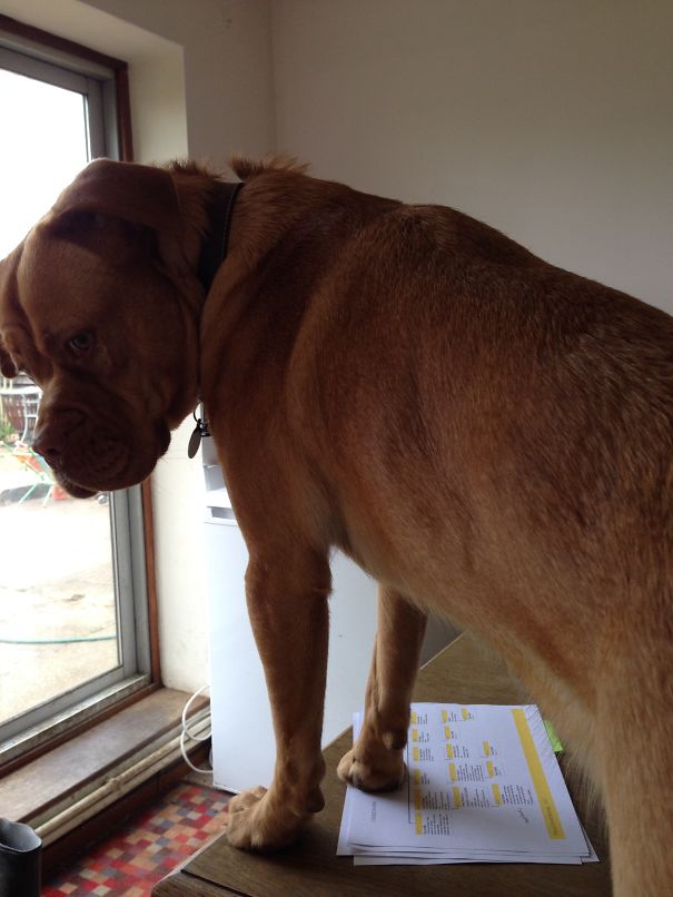 Margo Helping Me To Work From Home (she Usually Comes To My Office With Me)