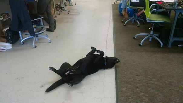 Napping In The Middle Of A Walk-way!