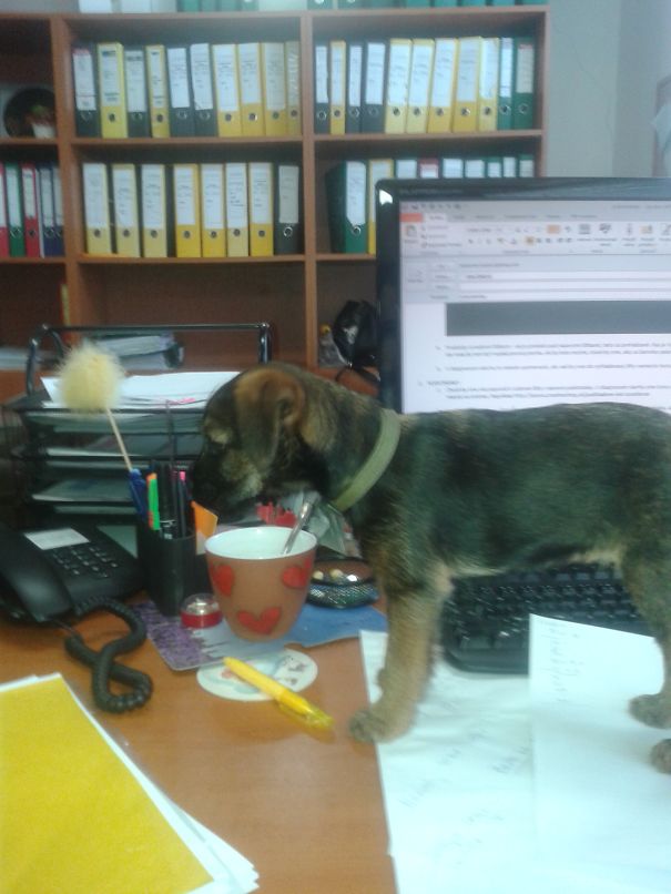 Tarka In Ouf Office