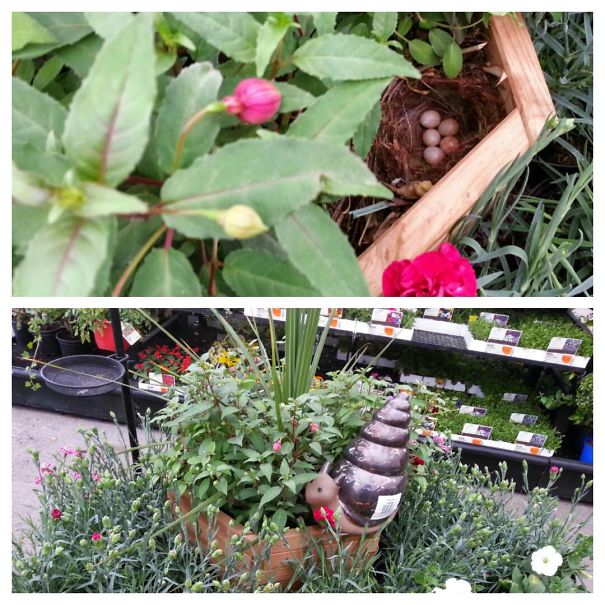 Red Robin Nest Under A Snail In Covered (under The Roof), Busy Garden Centre