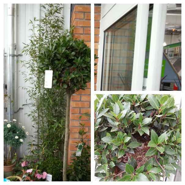 Red Robin Nest In A Bay Leave Tree Located At Covered Garden Centre, By The Entrance Door.