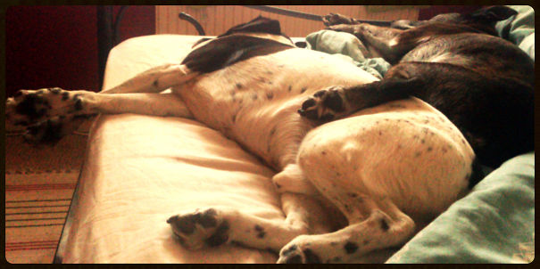 No Dogs On The Bed! #fail