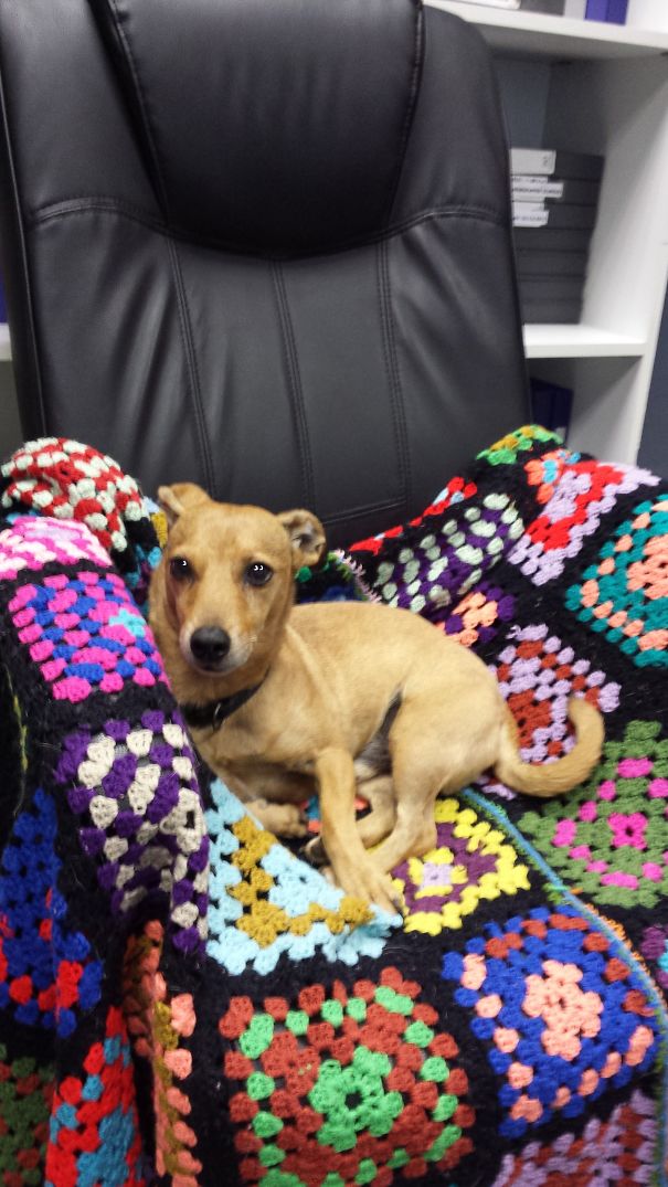 Hercules Used To Come To The Office (but Not Any More. Sigh)