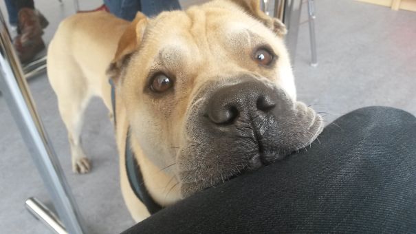 Pal At Work In A Meeting *boooring*