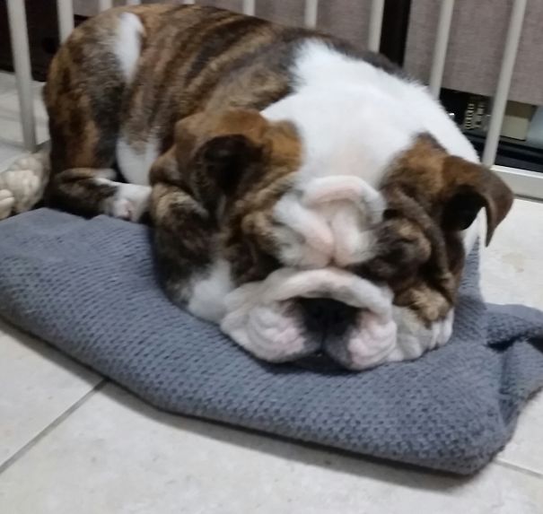 Nelson, Barely 6 Months Old, Sleeping Soundly With His Cute Little Mug.